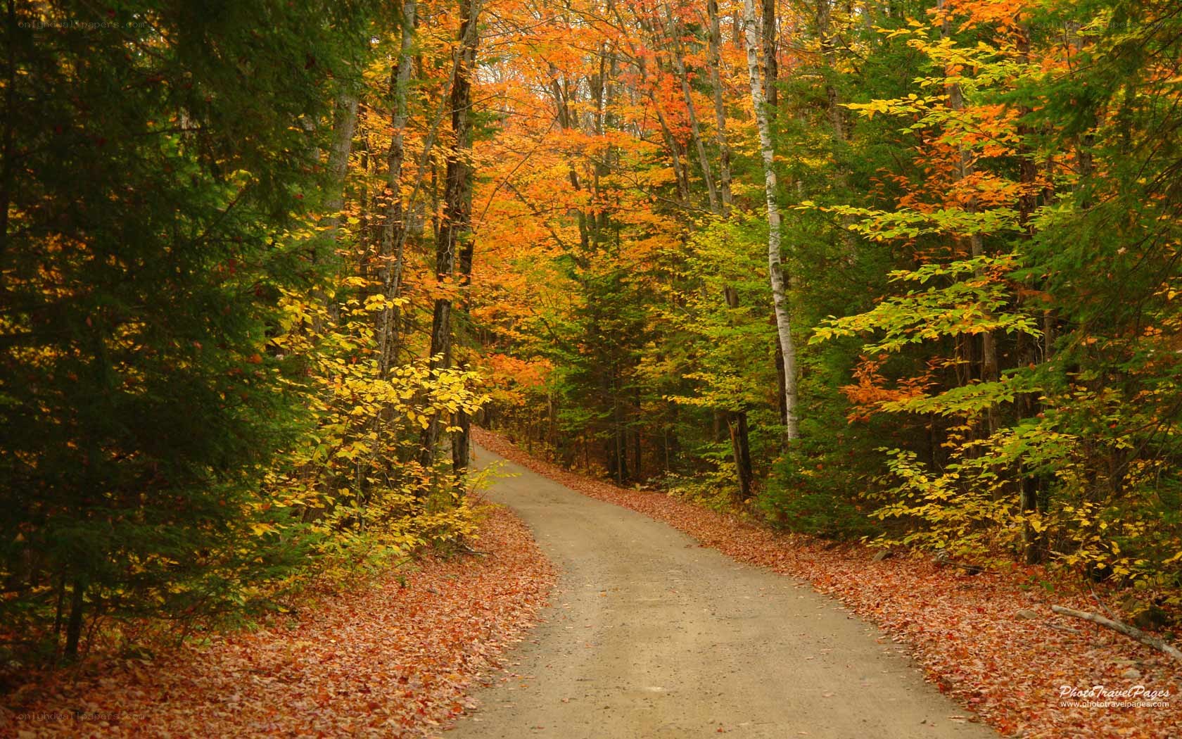 Autumn forest path