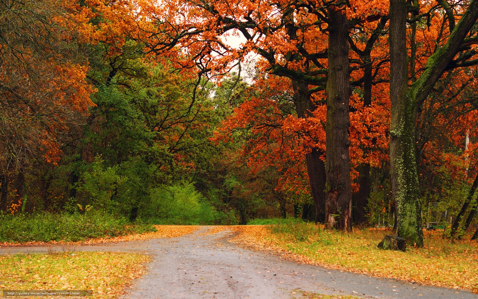 Autumn forest path