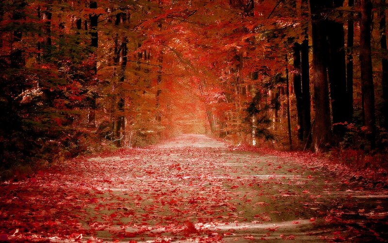 Autumn forest path
