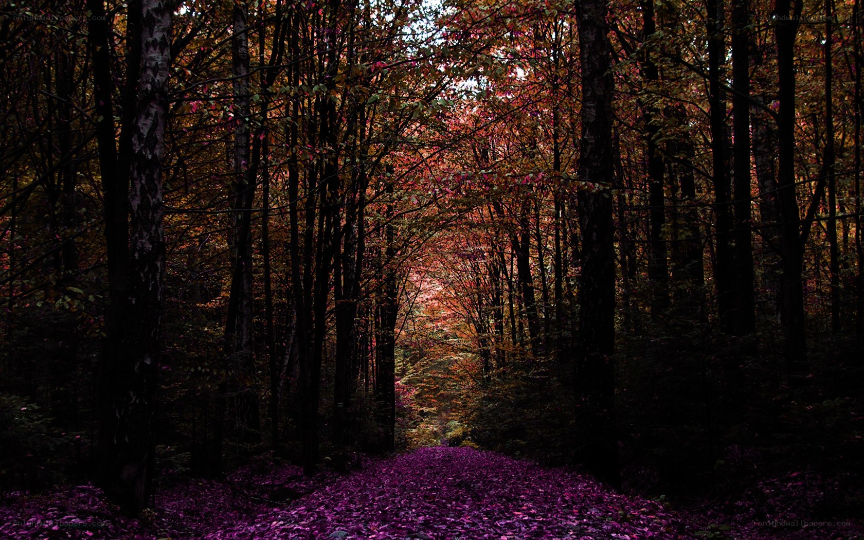 Autumn forest path