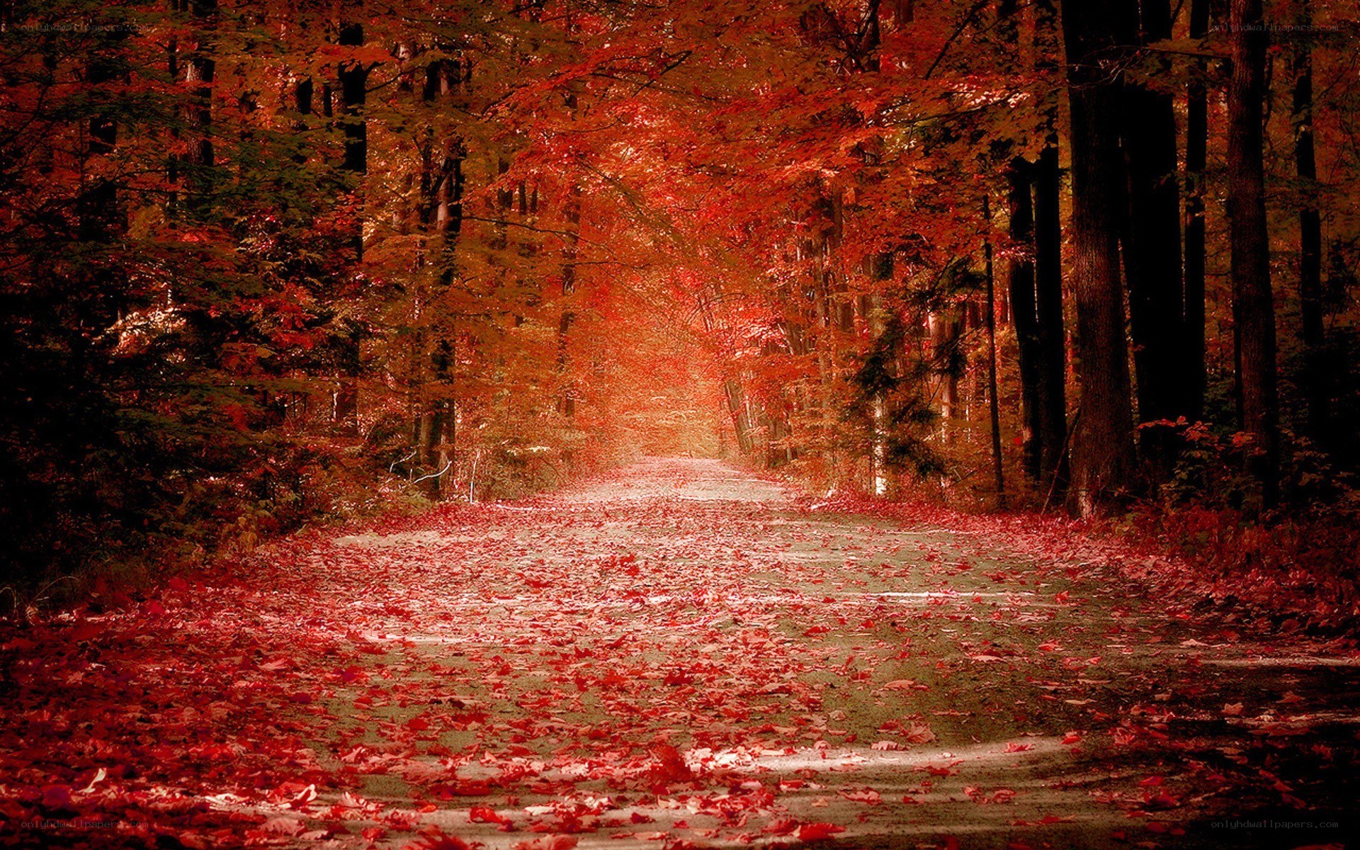 Autumn forest path