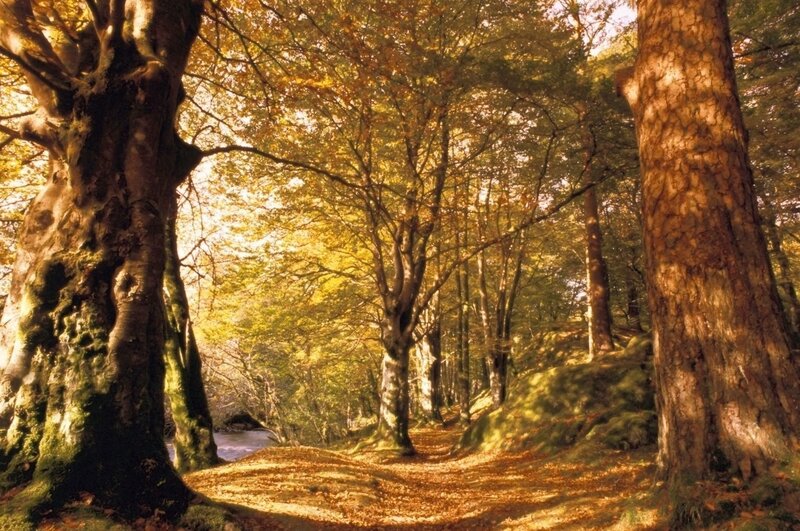 Autumn forest path