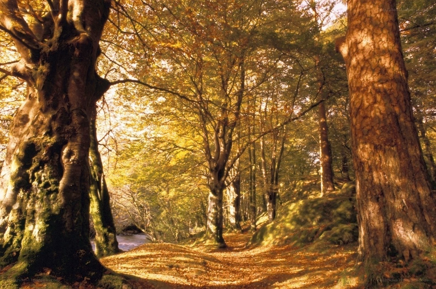 Autumn forest path