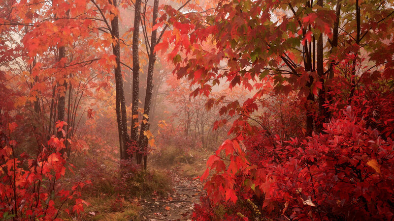 Autumn forest path