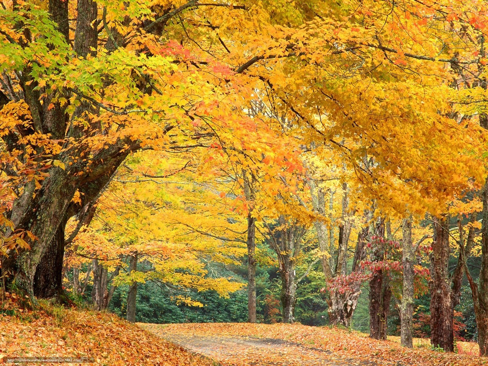Autumn forest path