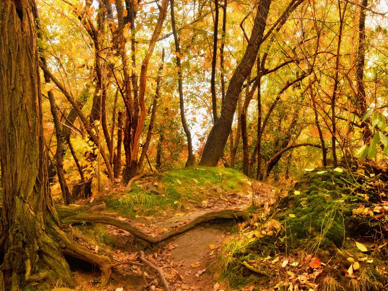 Autumn forest path