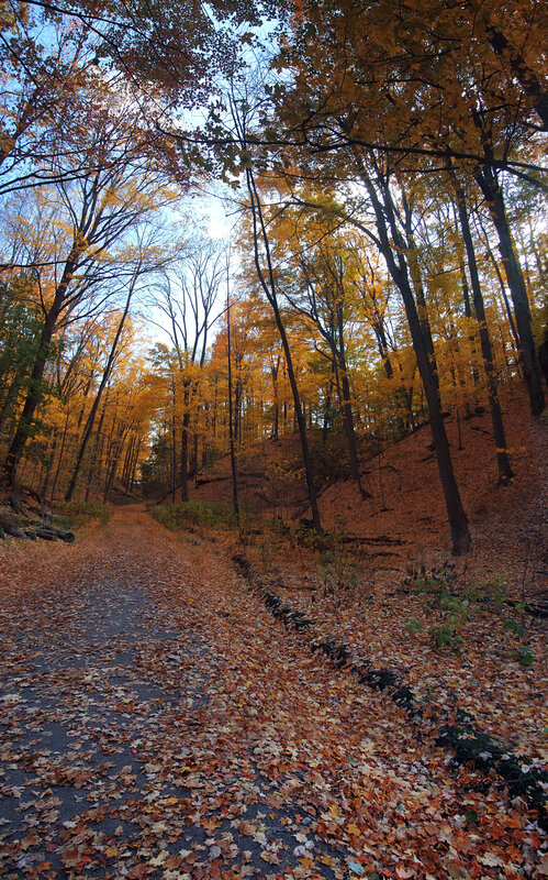 Autumn forest path