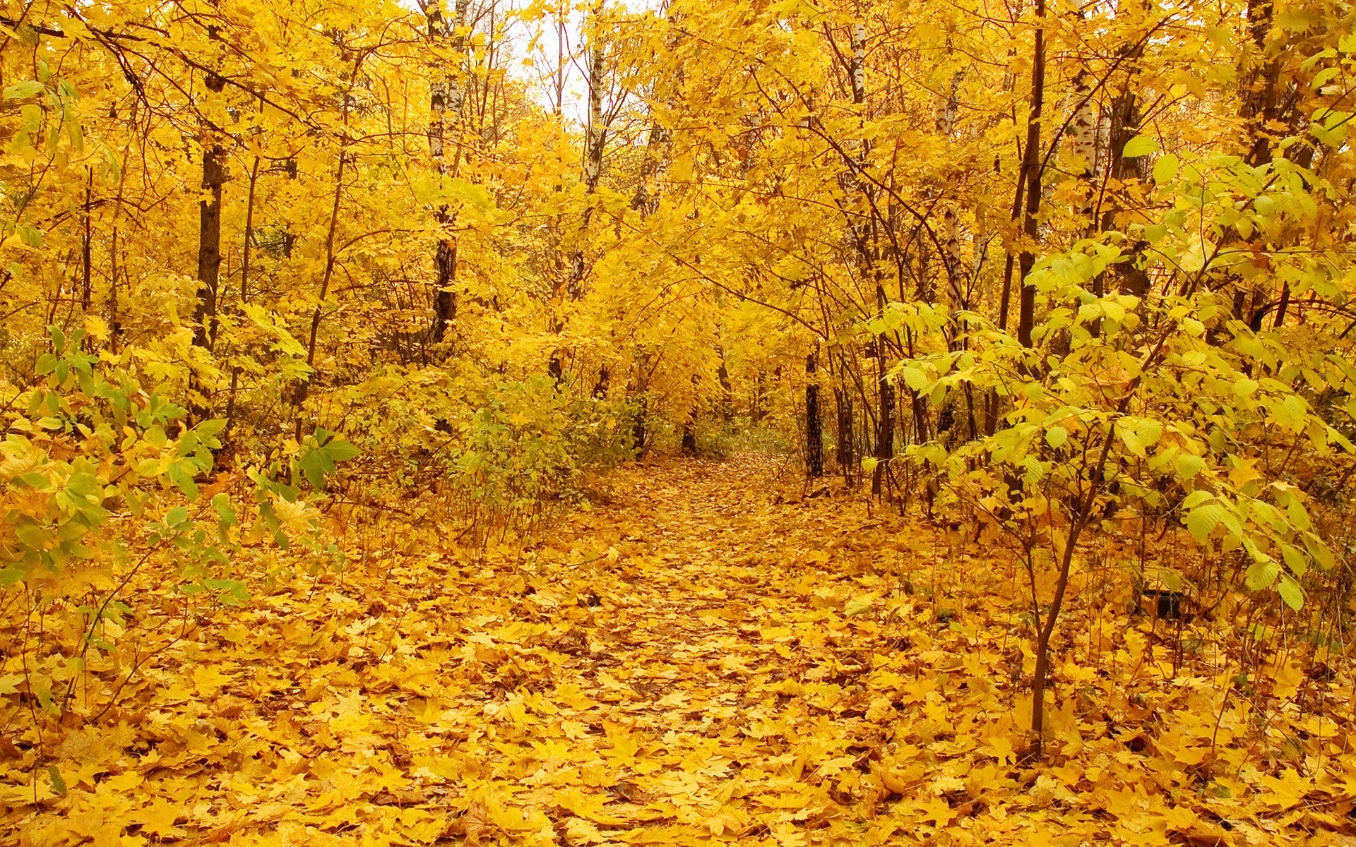 Autumn forest path