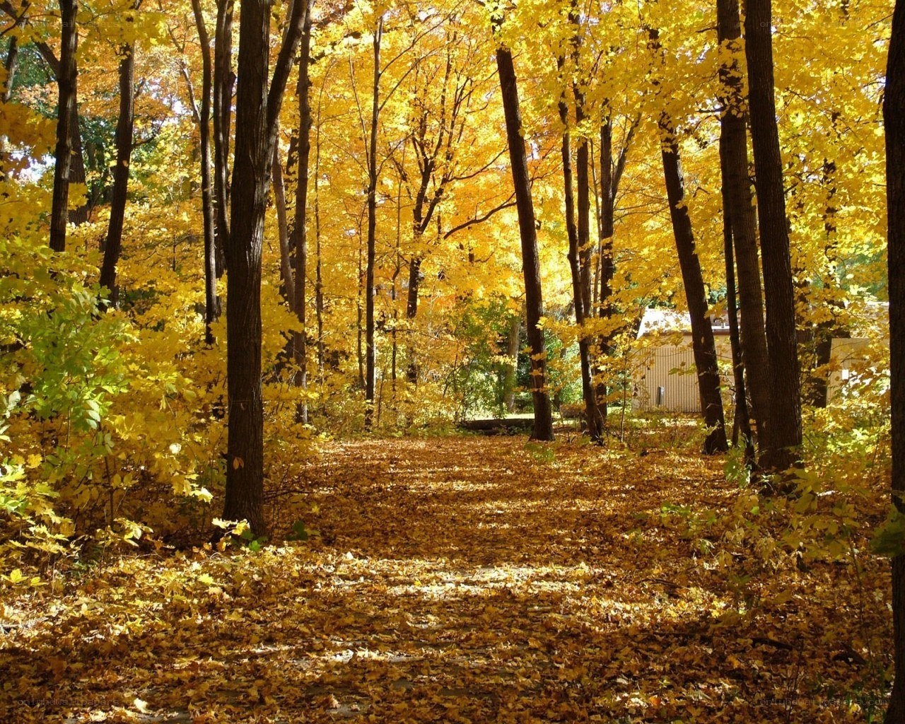 Autumn forest path