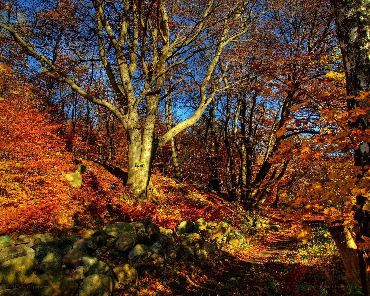 Autumn forest path