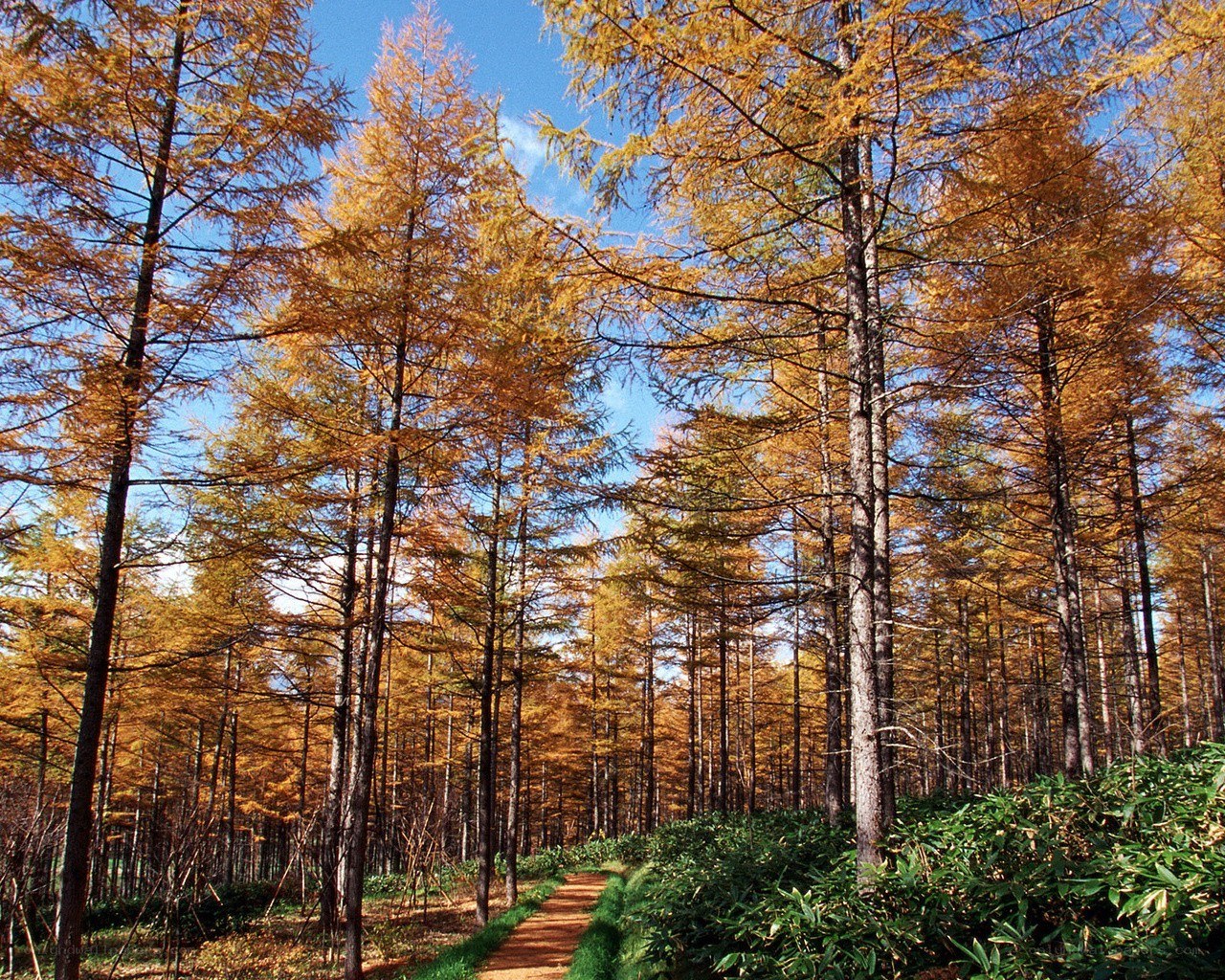 Autumn forest path