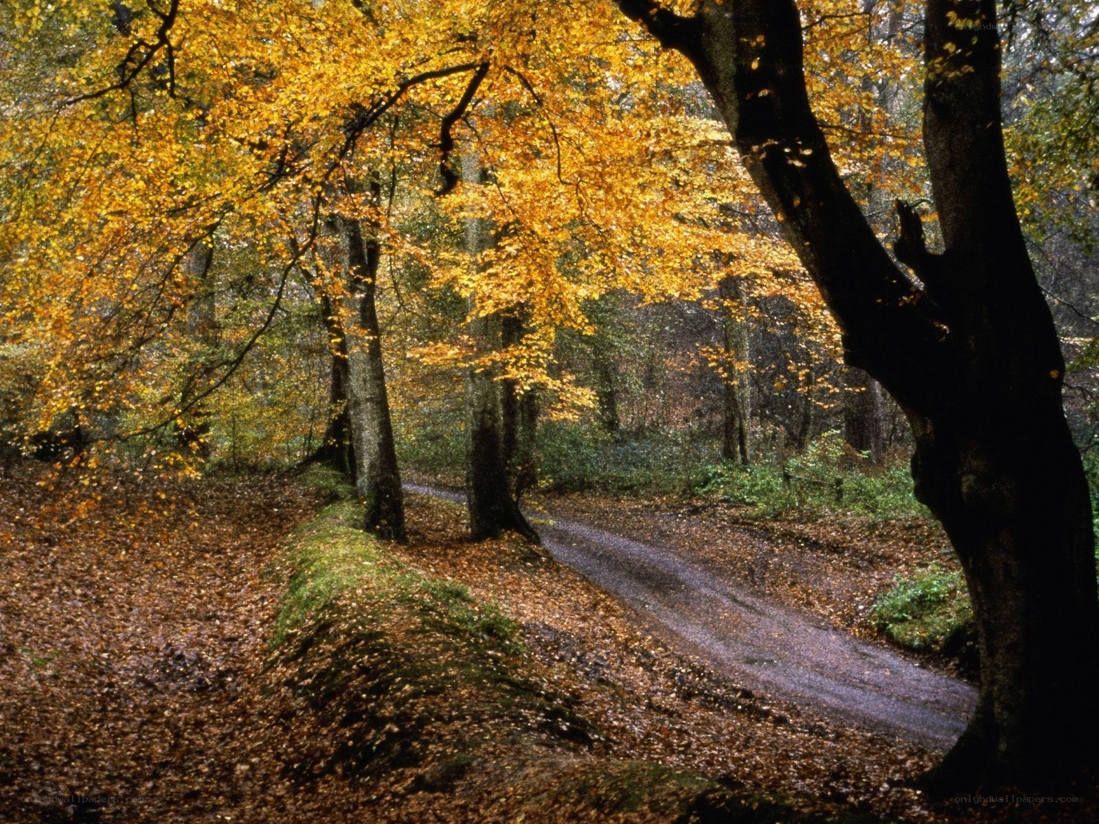 Autumn forest path