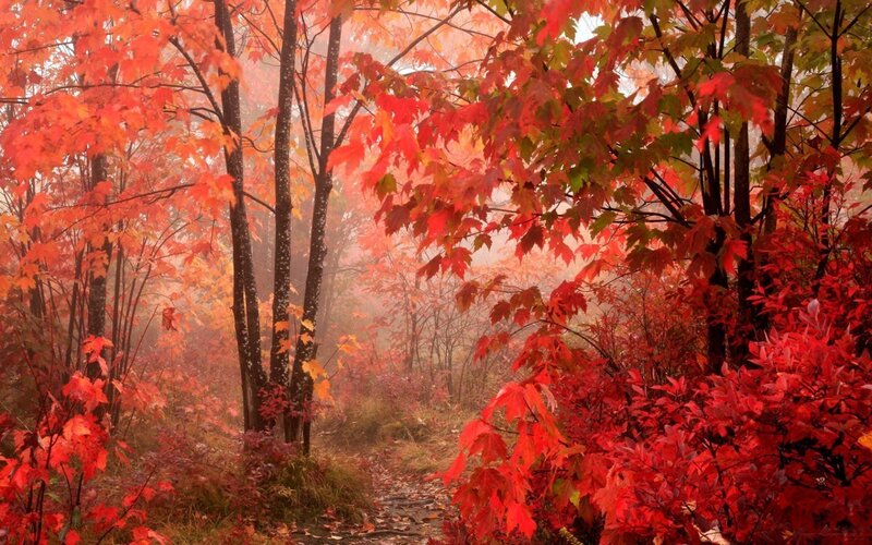 Autumn forest path