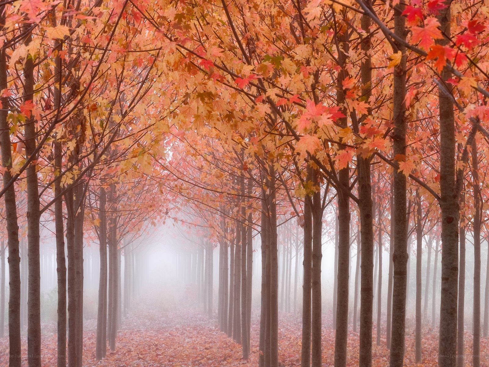 Autumn forest path