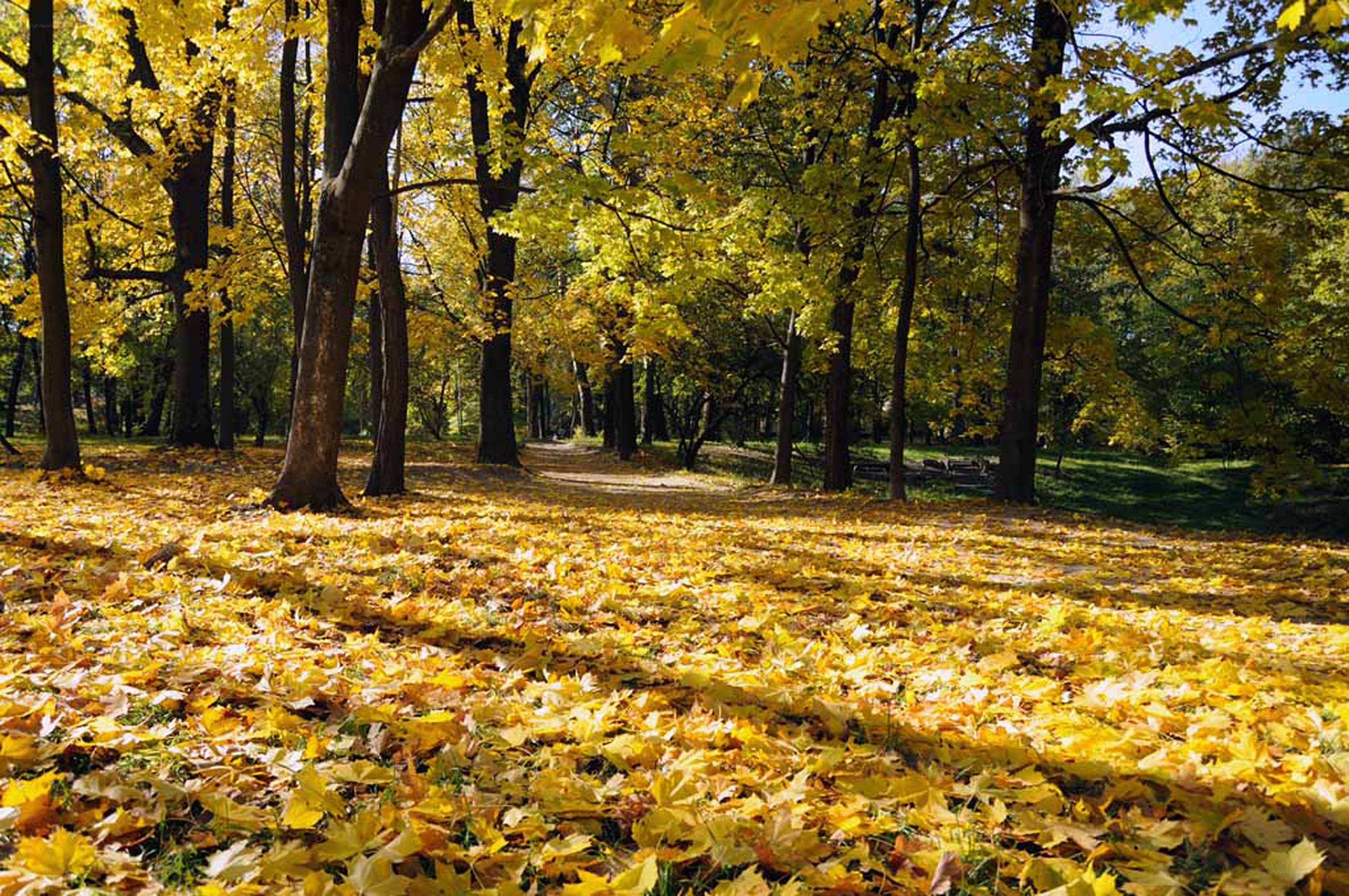 Autumn forest path
