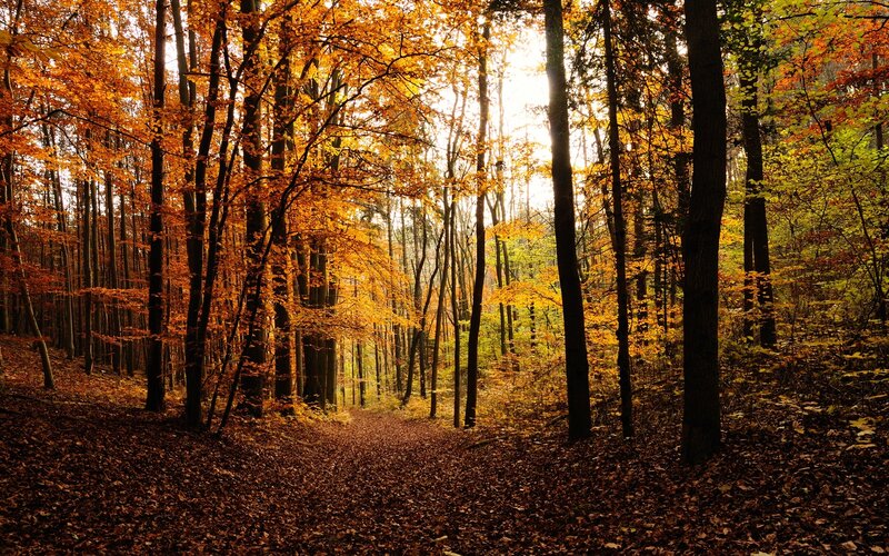 Autumn forest path