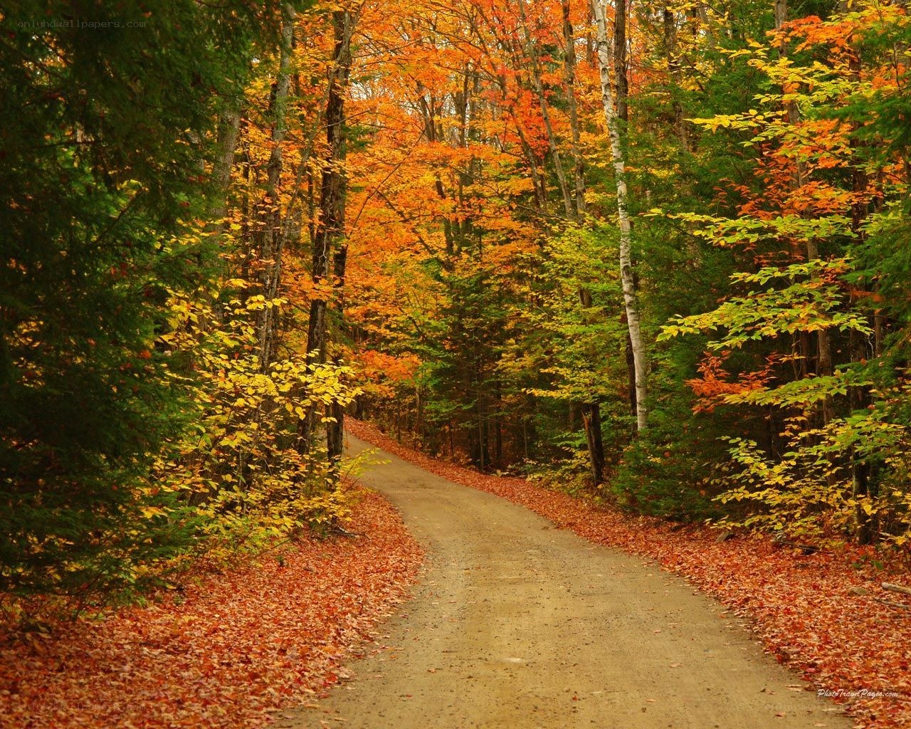 Autumn forest path