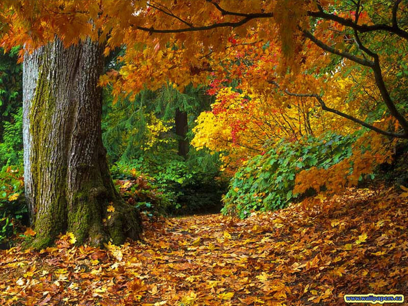 Autumn forest path