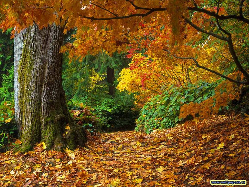Autumn forest path