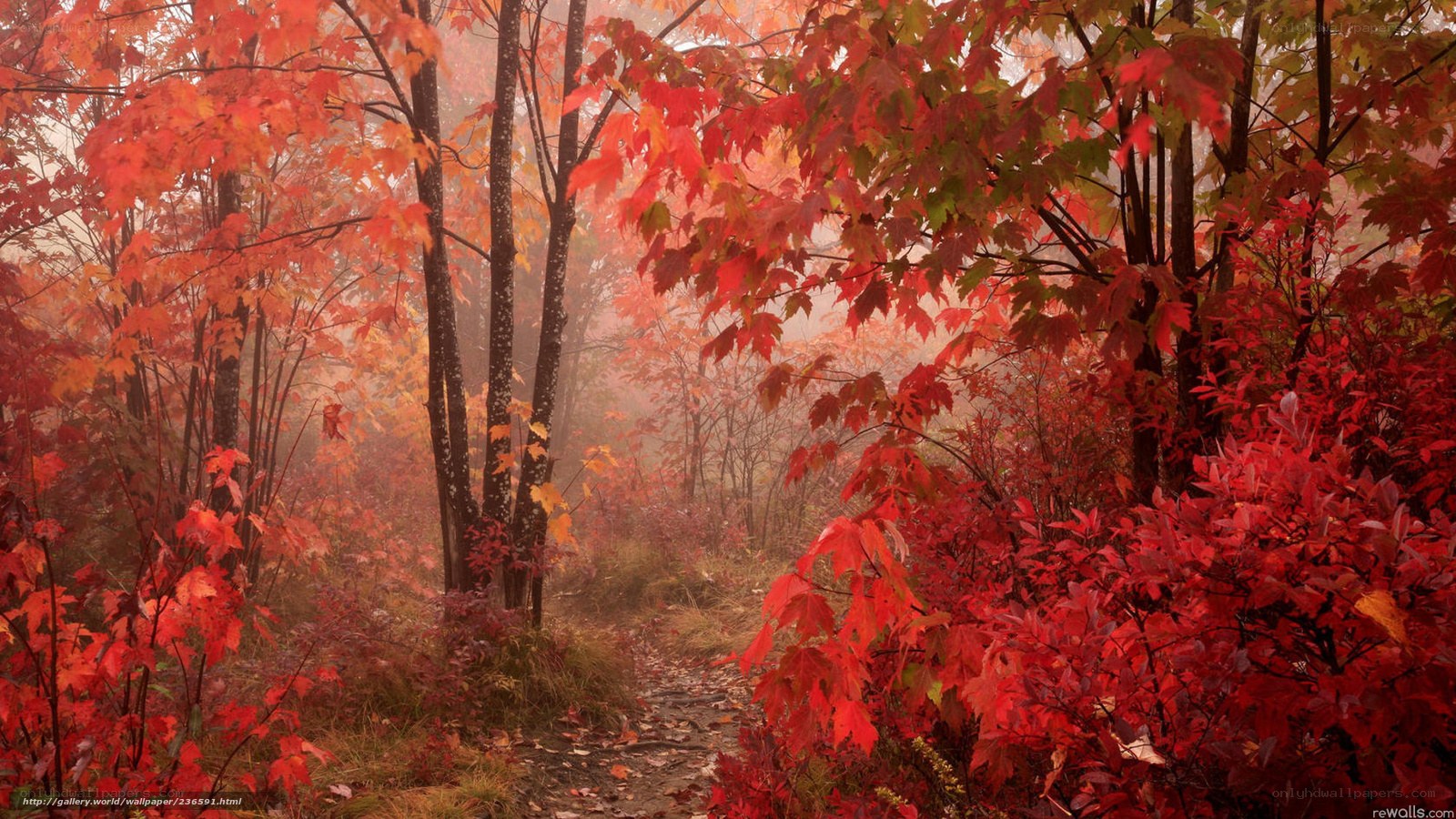 Autumn forest path