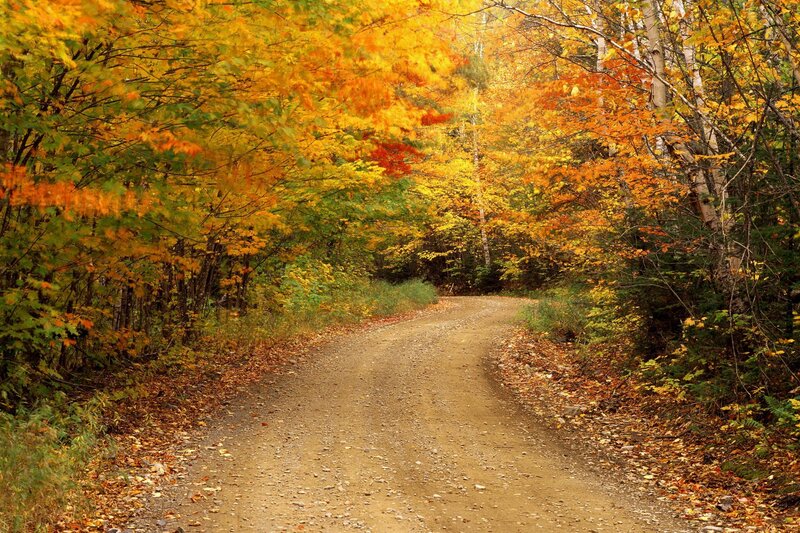 Autumn forest path