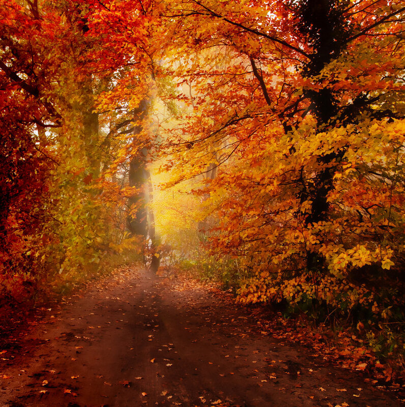 Autumn forest path