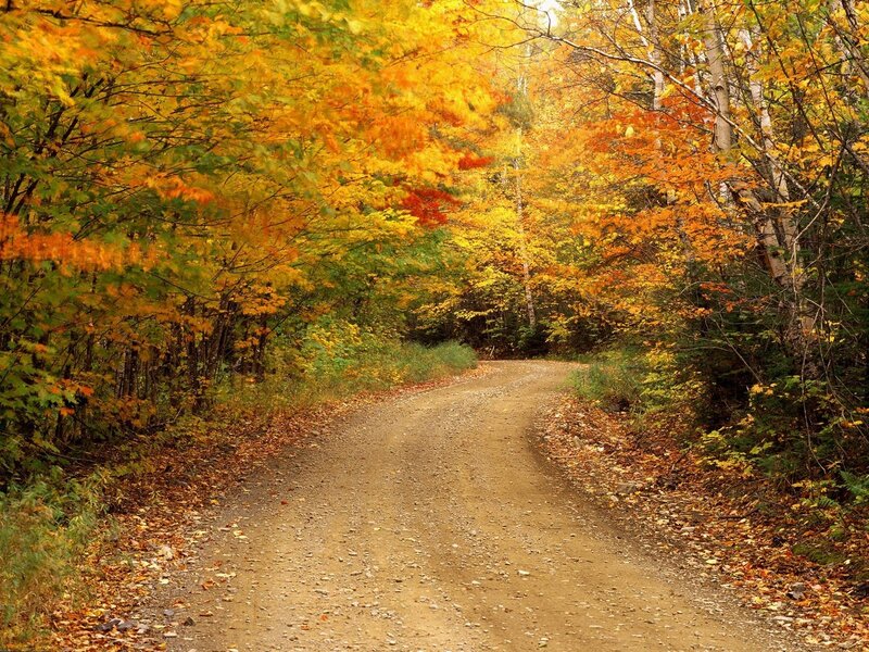 Autumn forest path
