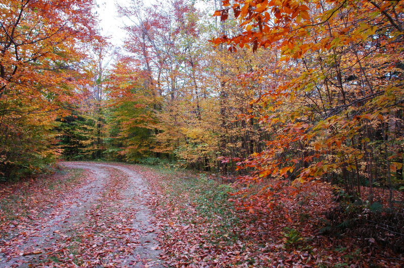 Autumn forest path