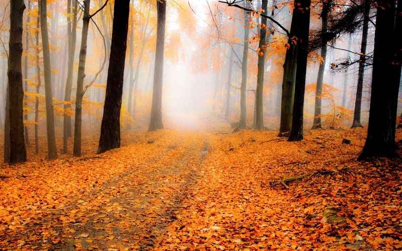 Autumn forest path