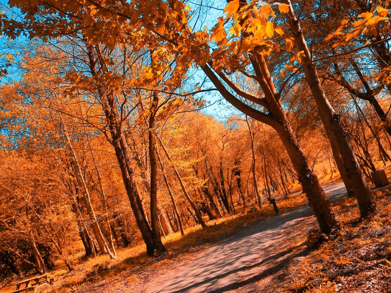 Autumn forest path