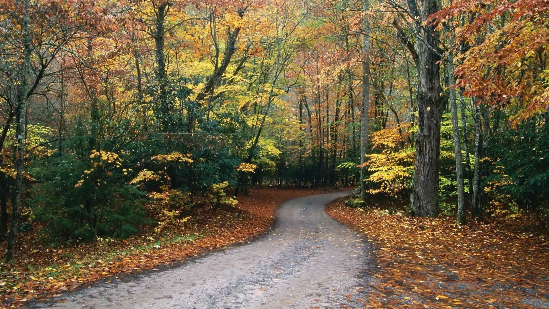 Autumn forest path