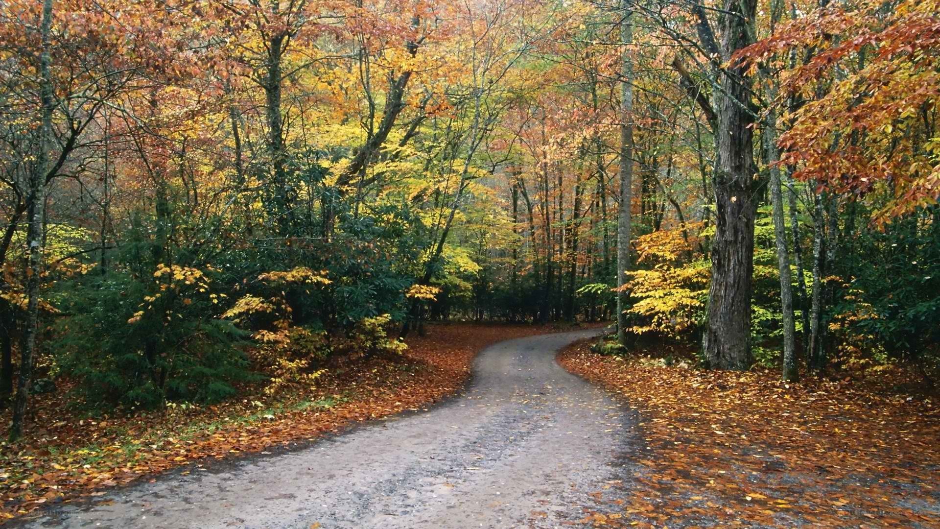 Autumn forest path