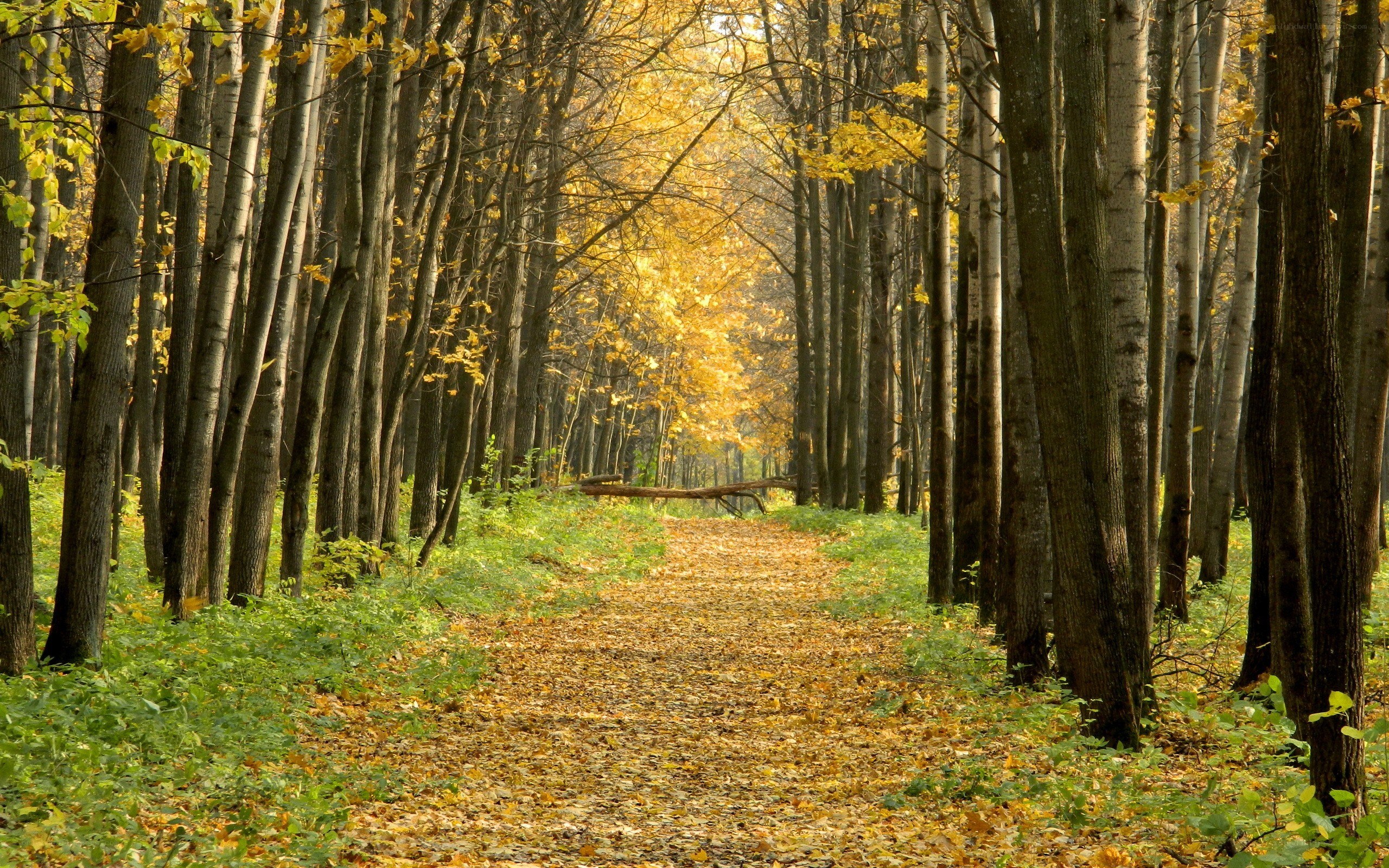 Autumn forest path
