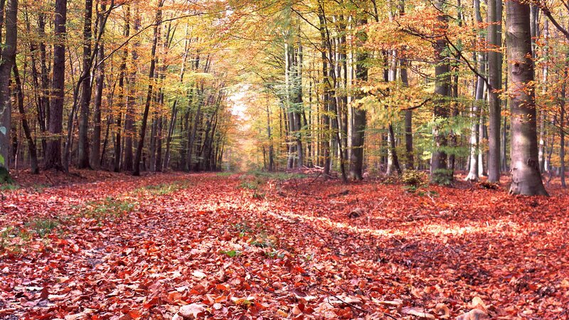 Autumn forest path