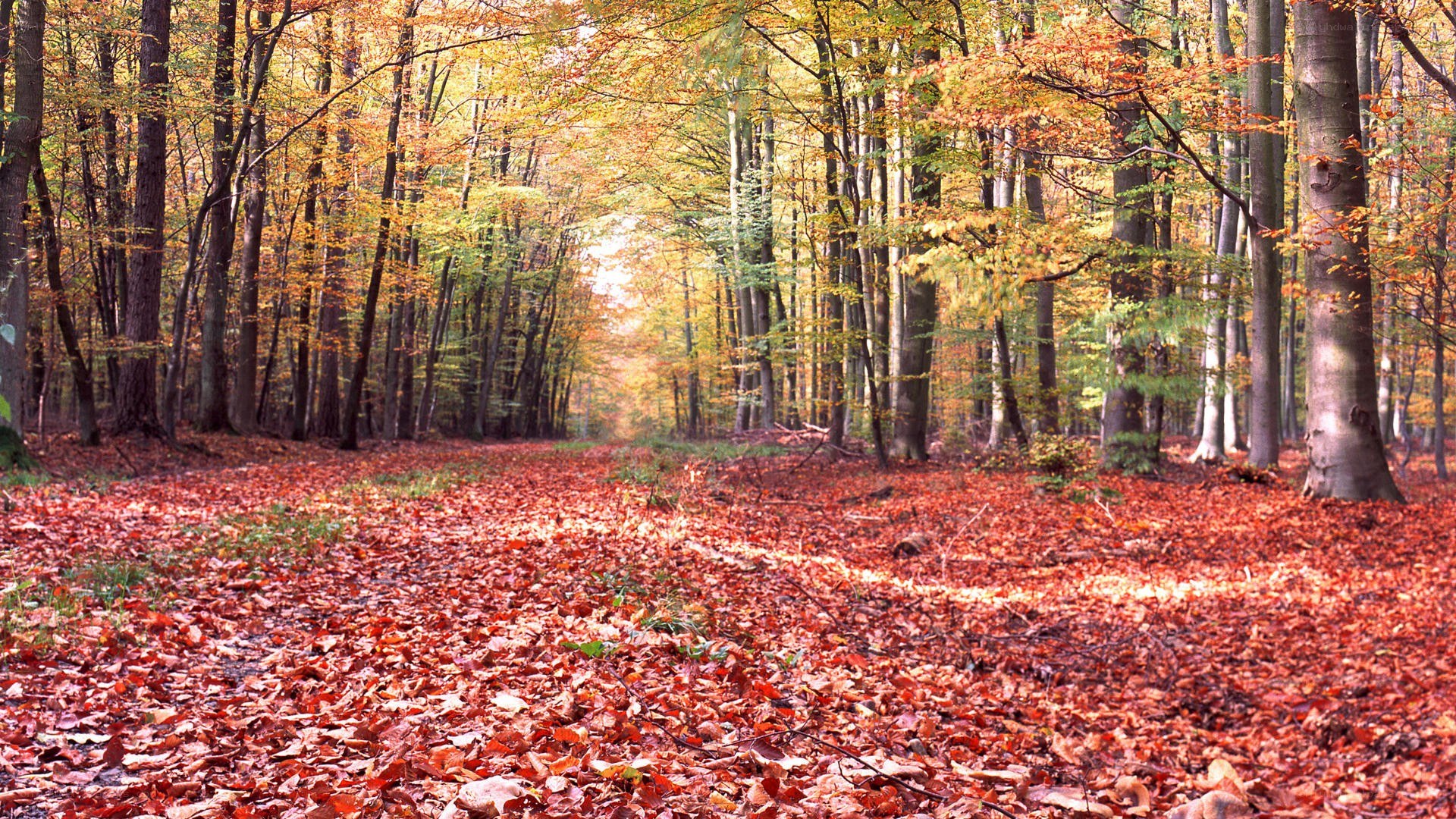 Autumn forest path