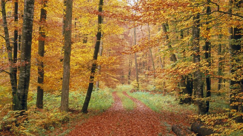 Autumn forest path