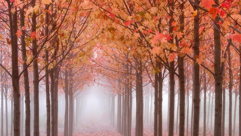 Autumn forest path