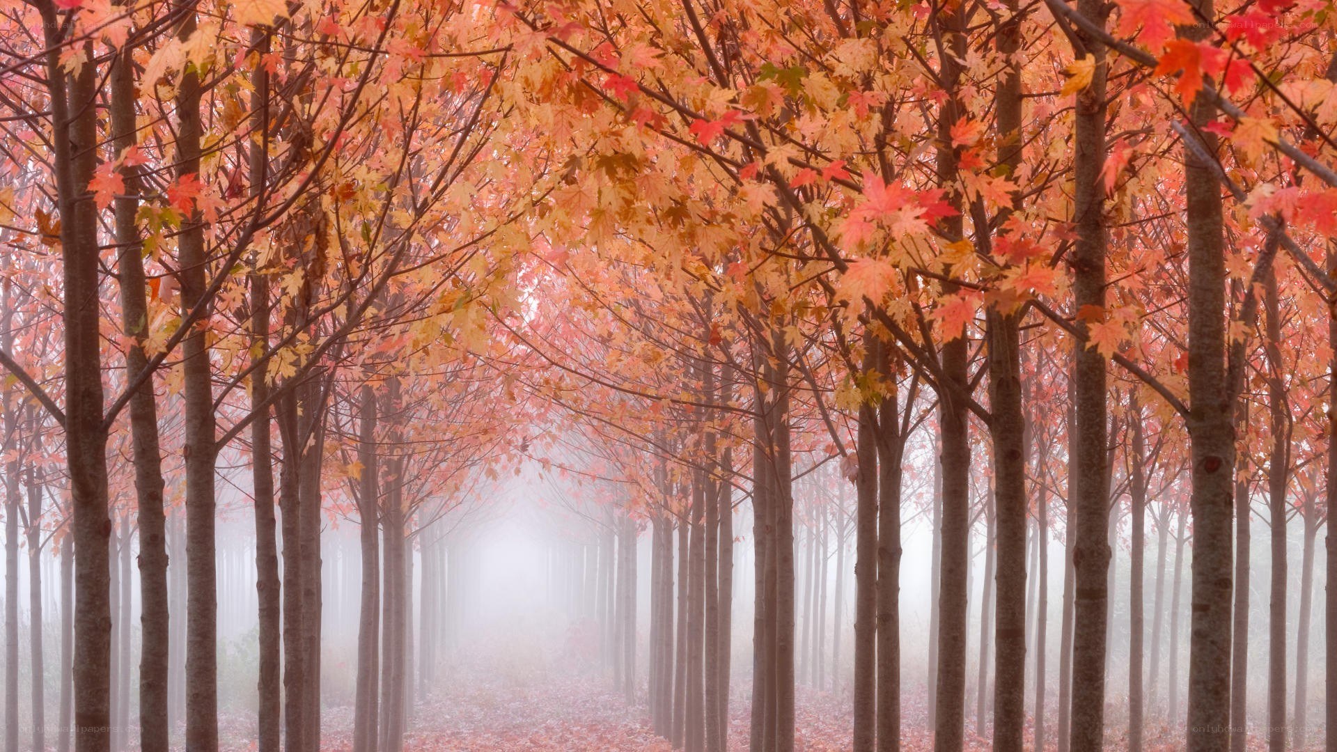 Autumn forest path