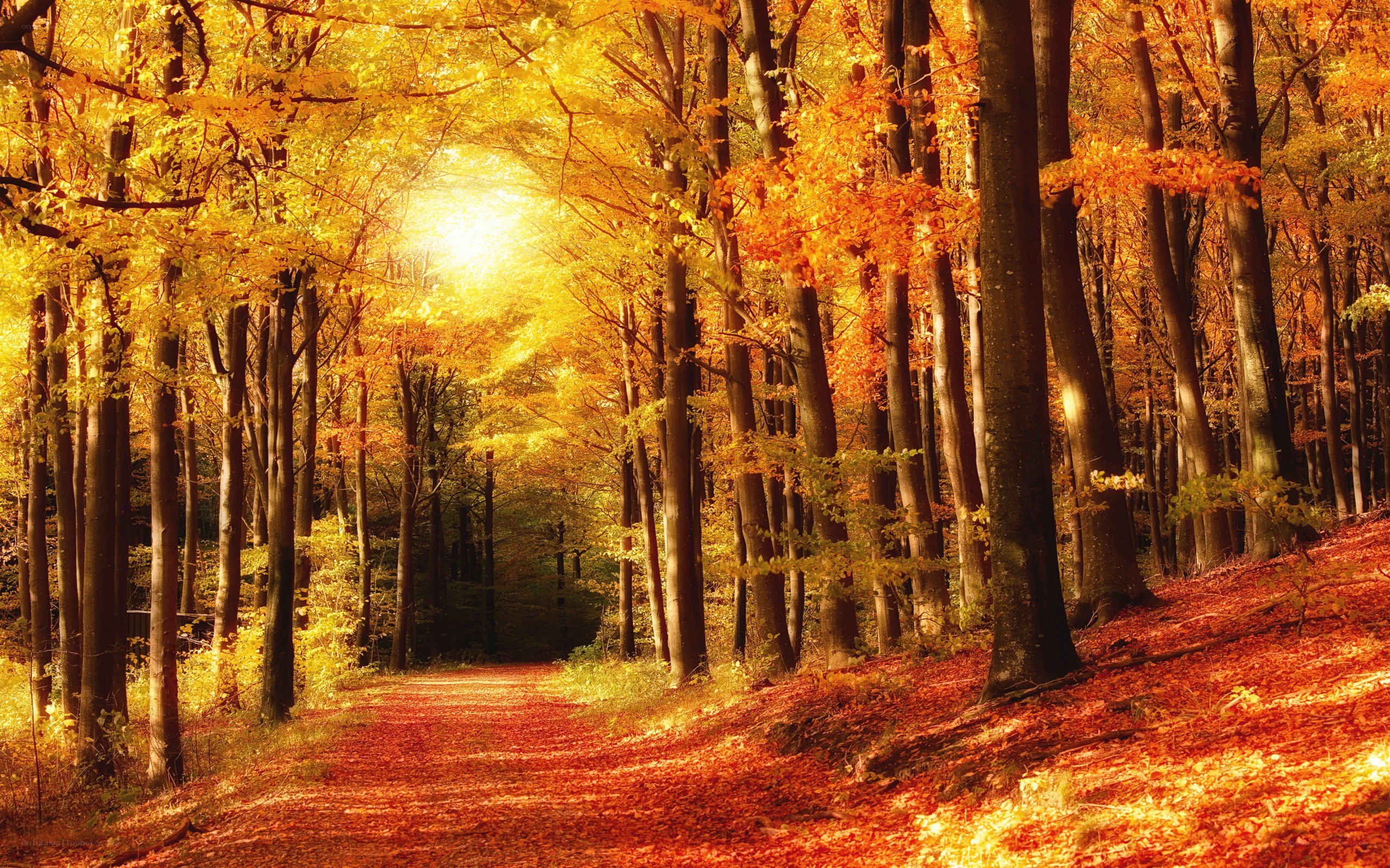 Autumn forest path
