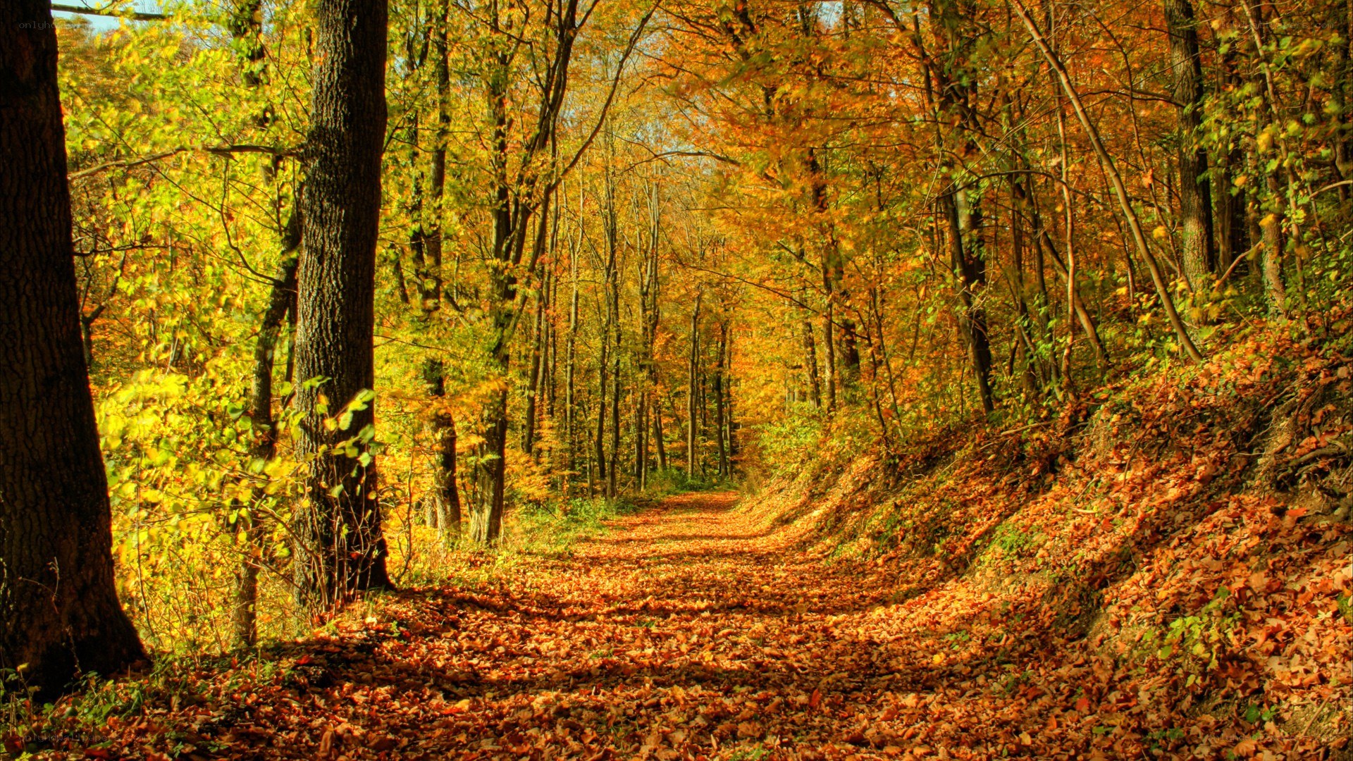 Autumn forest path