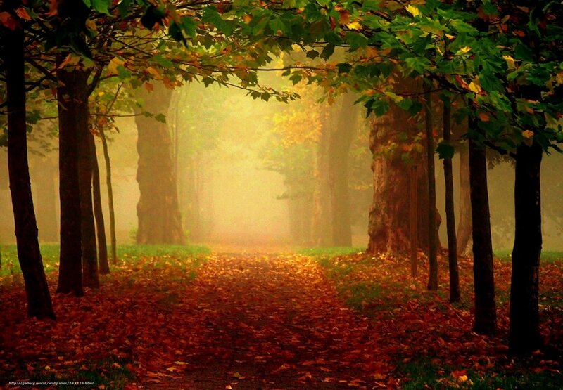 Autumn forest path