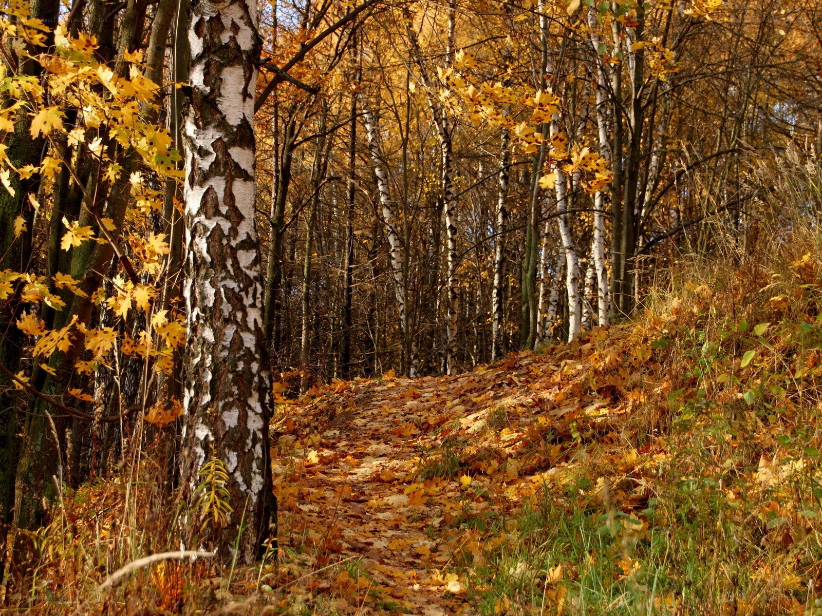 Autumn forest path