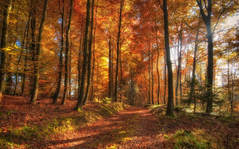 Autumn forest path
