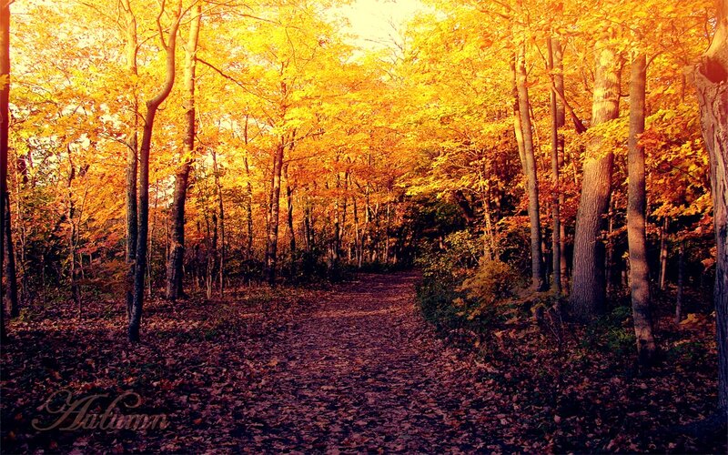Autumn forest path