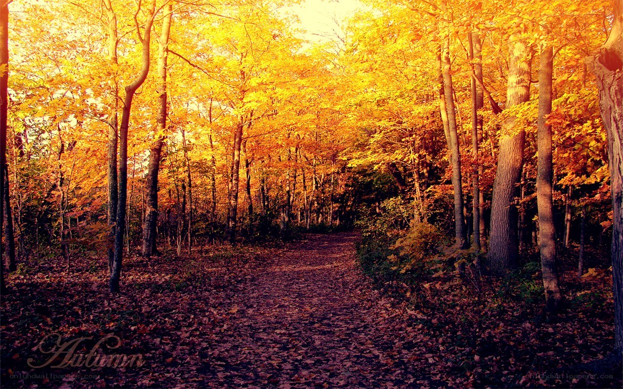 Autumn forest path