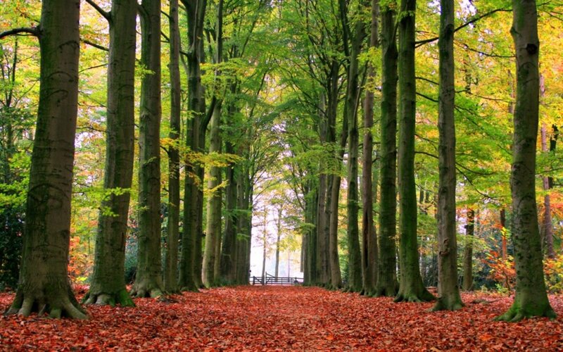 Autumn forest path