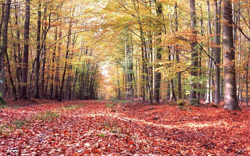 Autumn forest path