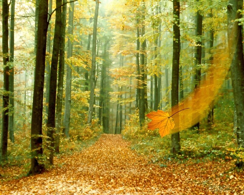 Autumn forest path