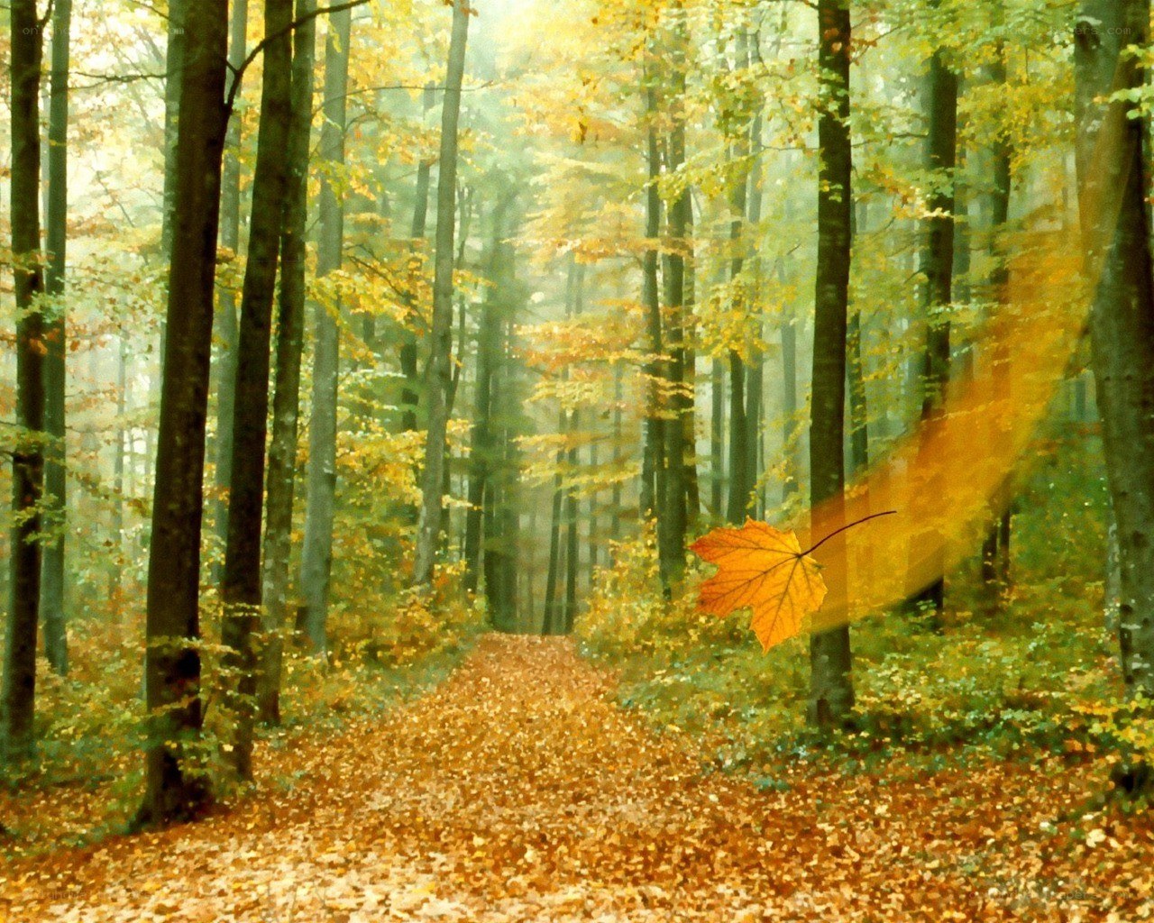 Autumn forest path