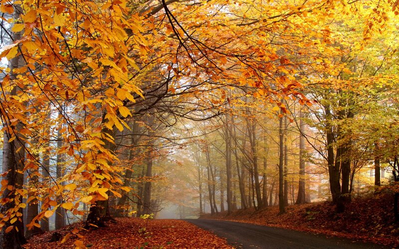 Autumn forest path